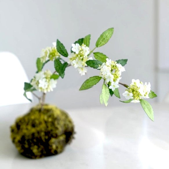 A Miniature Bonsai Universe Bringing Calm to Your Life: Artisan Handcrafted Premium Kodemari Moss Ball "Shiromari"