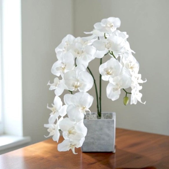 Der Bote der Freude und gelassenen Anmut: Eine Premium-Orchidee mit zwei Stielen, arrangiert in einem modernen Betongefäß