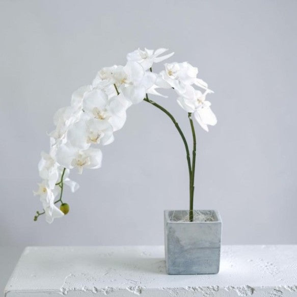 Der Bote der Freude und gelassenen Anmut: Eine Premium-Orchidee mit zwei Stielen, arrangiert in einem modernen Betongefäß